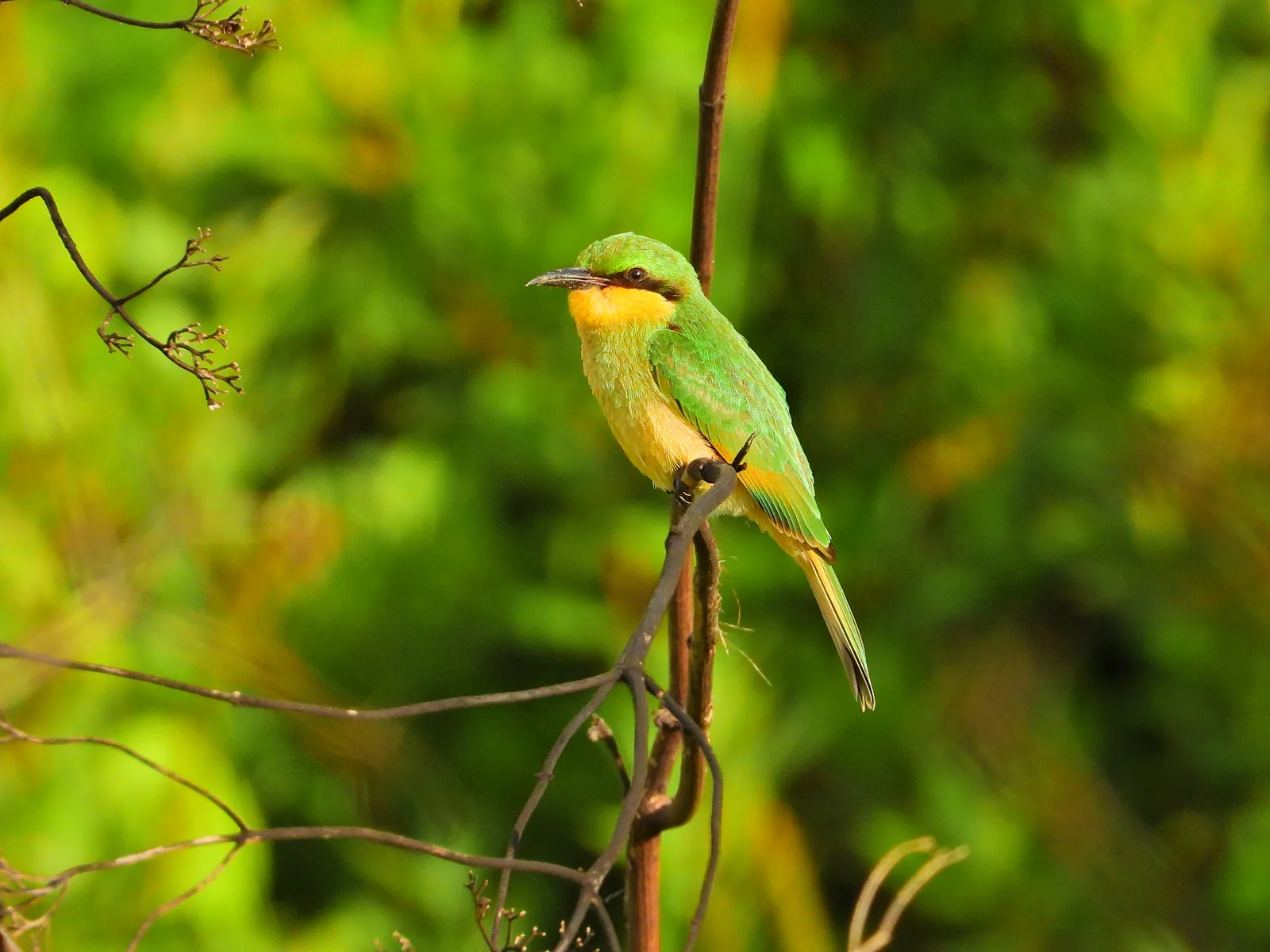 Juvenile wildlife at Mutinondo